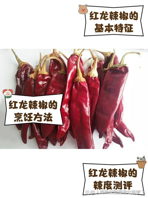 紅龍魚的品種分類圖