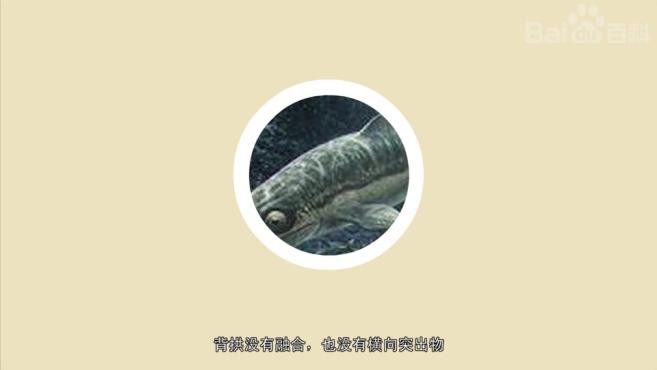 扁鰭魚龍屬中哪個物種最大？