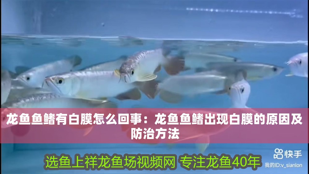 龍魚(yú)魚(yú)鰭有白膜怎么回事：龍魚(yú)魚(yú)鰭出現(xiàn)白膜的原因及防治方法