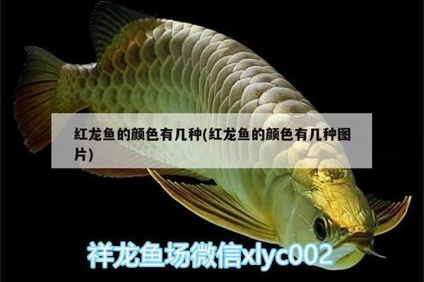 進口紅龍魚顏色有幾種（進口紅龍魚的顏色種類）
