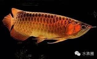 鑒別龍魚真偽的專業機構：鑒別龍魚真偽的專業機構主要包括龍魚之家、龍魚之約等知名機構