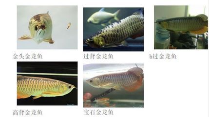 鑒別龍魚真偽的專業機構：鑒別龍魚真偽的專業機構主要包括龍魚之家、龍魚之約等知名機構