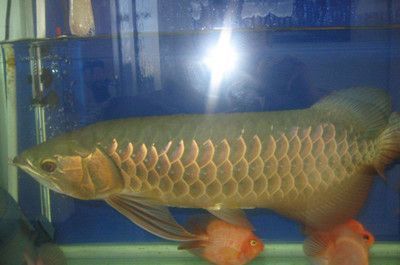 鑒別龍魚真偽的專業機構：鑒別龍魚真偽的專業機構主要包括龍魚之家、龍魚之約等知名機構