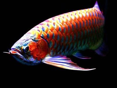 龍魚喂魚肉：關于龍魚喂魚肉的一些詳細信息