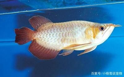 龍魚換水溫度控制方法（給龍魚換水時需要注意什么？）