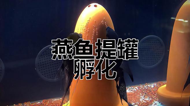 草繩恐龍魚(yú)怎樣繁殖視頻