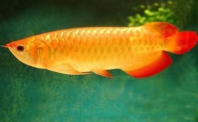 知名龍魚品牌排行榜前十名：知名龍魚品牌排行榜