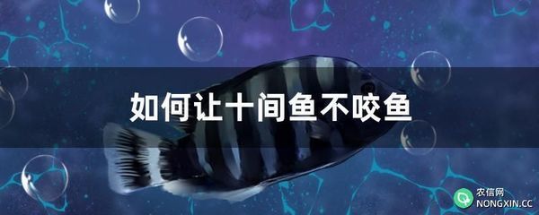 萬(wàn)龍魚怕十間魚嗎為什么（萬(wàn)龍魚害怕十間魚嗎）