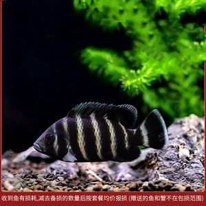 萬(wàn)龍魚怕十間魚嗎為什么（萬(wàn)龍魚害怕十間魚嗎）