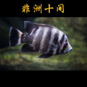 萬(wàn)龍魚怕十間魚嗎為什么（萬(wàn)龍魚害怕十間魚嗎）