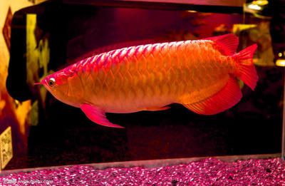 紅龍魚英文名怎么讀（紅龍魚的英文名為redarowana,redarowana）
