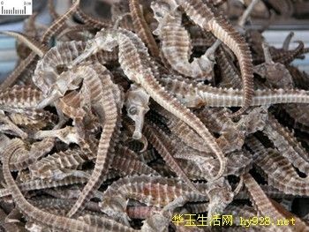 龍魚魚須彎了怎么辦？：龍魚魚須彎了怎么辦