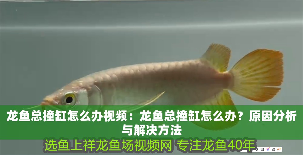 龍魚總撞缸怎么辦視頻：龍魚總撞缸怎么辦？原因分析與解決方法