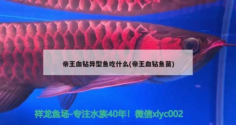 龍魚總撞缸怎么辦視頻：龍魚總撞缸怎么辦？原因分析與解決方法