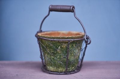杰西卡恐龍魚繁殖水質要求：杰西卡恐龍魚繁殖時的水溫要求是關鍵因素之一