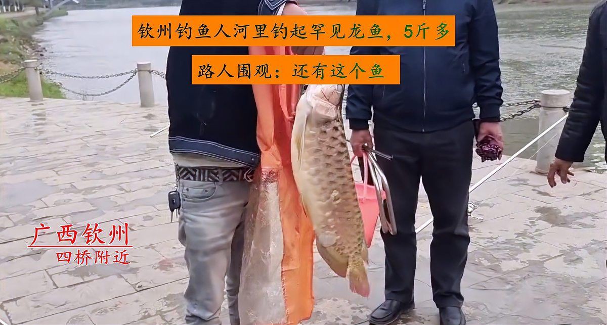 金龍魚死了可以吃嗎