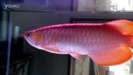 紅金龍魚視頻高清在線觀看免費