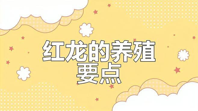 紅龍魚什么品種最好養(yǎng)活