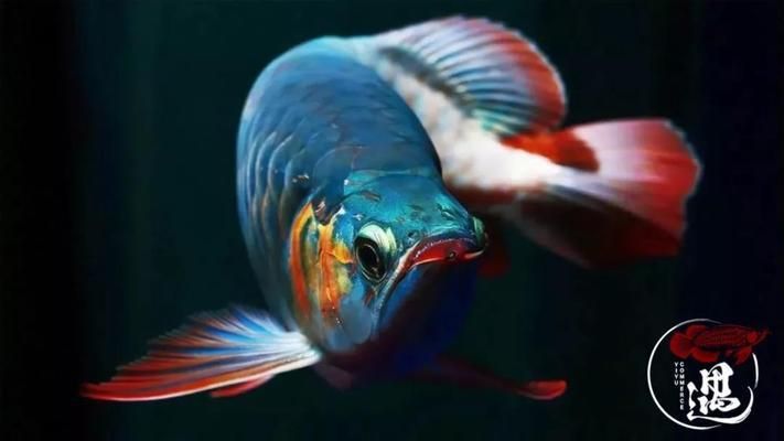 龍魚發色秘訣視頻教程下載百度網盤：“龍魚發色秘訣視頻教程”下載鏈接您可以嘗試相關的釣魚論壇或視頻分享