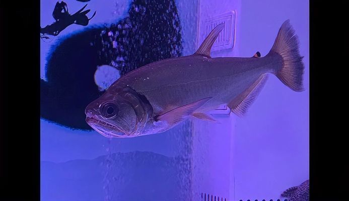 巨暴魚苗光照管理方法，巨暴魚苗光照管理
