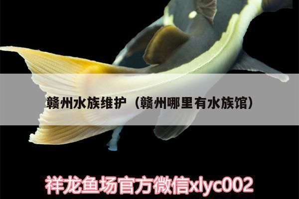 巨暴魚苗光照管理方法，巨暴魚苗光照管理