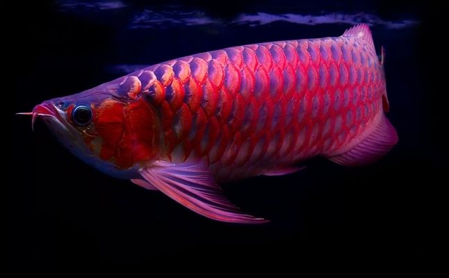 為什么大家養(yǎng)龍魚：養(yǎng)龍魚的原因包括觀賞價值、風(fēng)水作用和娛樂活動和娛樂活動