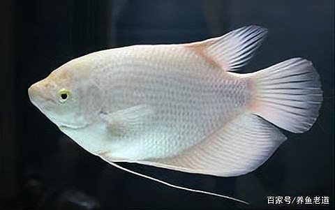 魚身上有血絲是什么原因