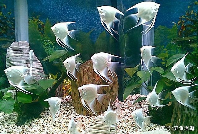 魚身上有血絲是什么原因