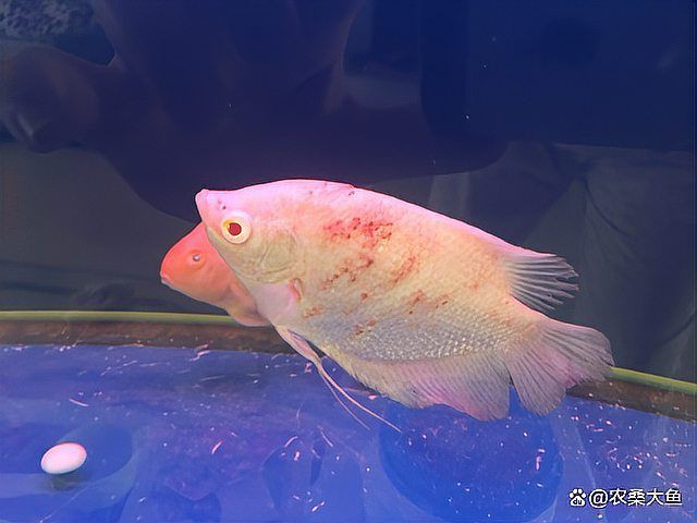 魚身上有血絲是什么原因