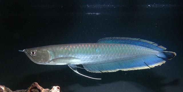 龍魚背鰭發(fā)黑【龍魚背部發(fā)黑怎么辦】
