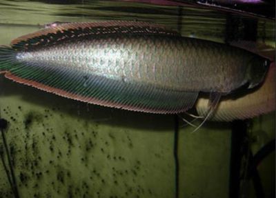 龍魚背鰭發(fā)黑【龍魚背部發(fā)黑怎么辦】