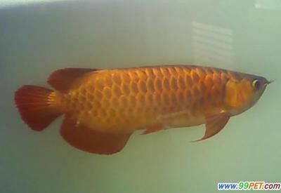 龍魚生病怎么治療最好：飼養(yǎng)龍魚的注意事項