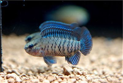 龍魚什么時間變色（龍魚發色時間受多種因素影響）