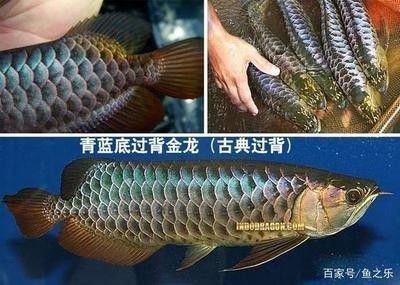 龍魚怎樣發色好看：如何讓龍魚發色好看