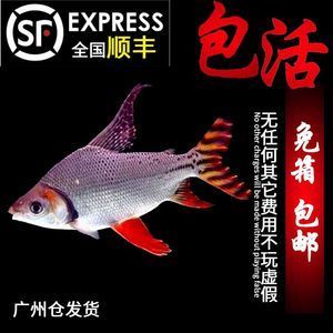 紅龍魚側線發黑：紅龍魚側線發黑可能是由于多種因素引起的 紅龍魚側線發黑：紅龍魚側線發黑可能是由于多種因素引起的 龍魚百科 第3張