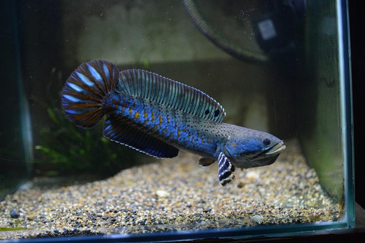 紅色的雷龍魚圖片