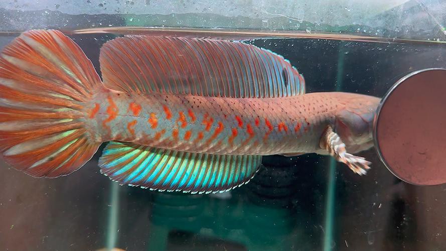 紅色的雷龍魚圖片