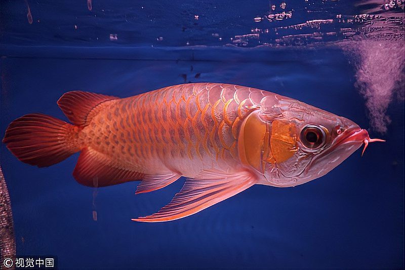 太原紅龍魚市場