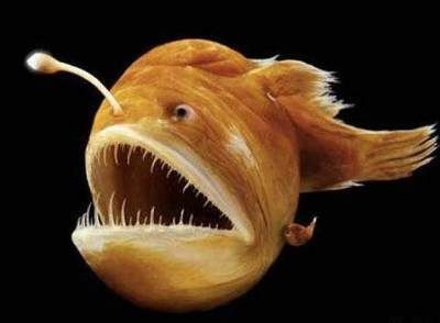 龍魚鱗片凸起：龍魚鱗片凸起可能是由多種原因引起的