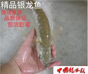 紅眼白子銀龍魚是什么意思（紅眼白子銀龍魚怎么養）