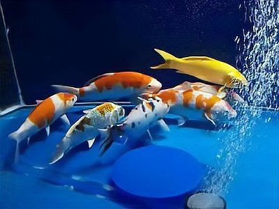 龍魚風水魚缸 七條魚好嗎圖片