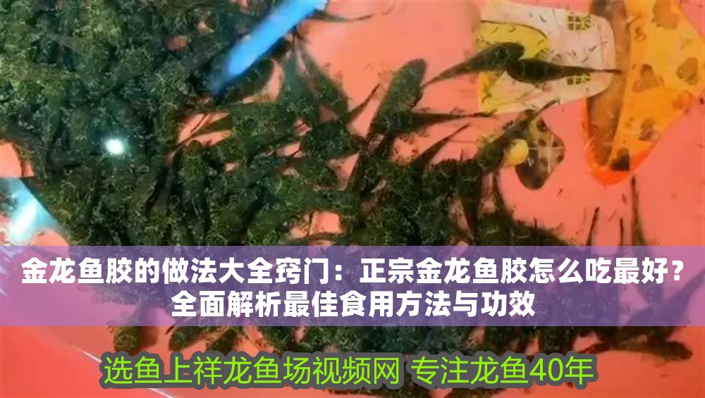 金龍魚膠的做法大全竅門：正宗金龍魚膠怎么吃最好？全面解析最佳食用方法與功效