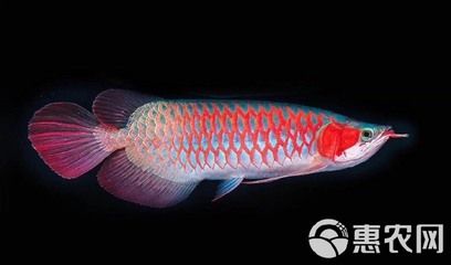 藍底過背金龍魚多少錢一條，藍底過背金龍魚價格大致范圍2000-10000元