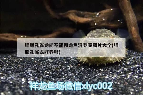胭脂孔雀龍魚混養水質管理：胭脂孔雀龍魚在混養時需要注意水質管理和飼養環境的關鍵點
