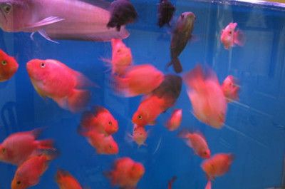 銀龍魚互相咬是怎么回事（銀龍魚互相咬斗的原因）