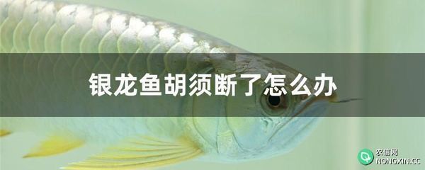 銀龍魚互相咬是怎么回事（銀龍魚互相咬斗的原因）