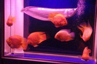 銀龍魚互相咬是怎么回事（銀龍魚互相咬斗的原因）