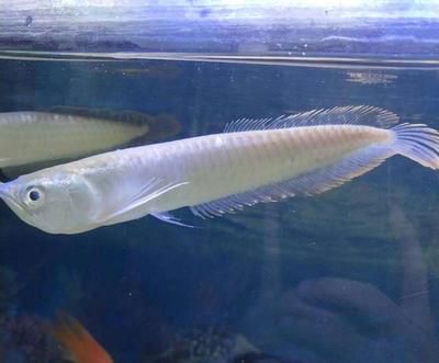 銀龍魚互相咬是怎么回事（銀龍魚互相咬斗的原因）