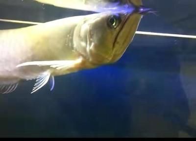 銀龍魚互相咬是怎么回事（銀龍魚互相咬斗的原因）
