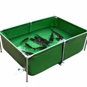 紅龍魚苗喂什么好：紅龍魚苗喂養建議